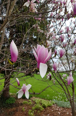 Megnolia-flower-southern